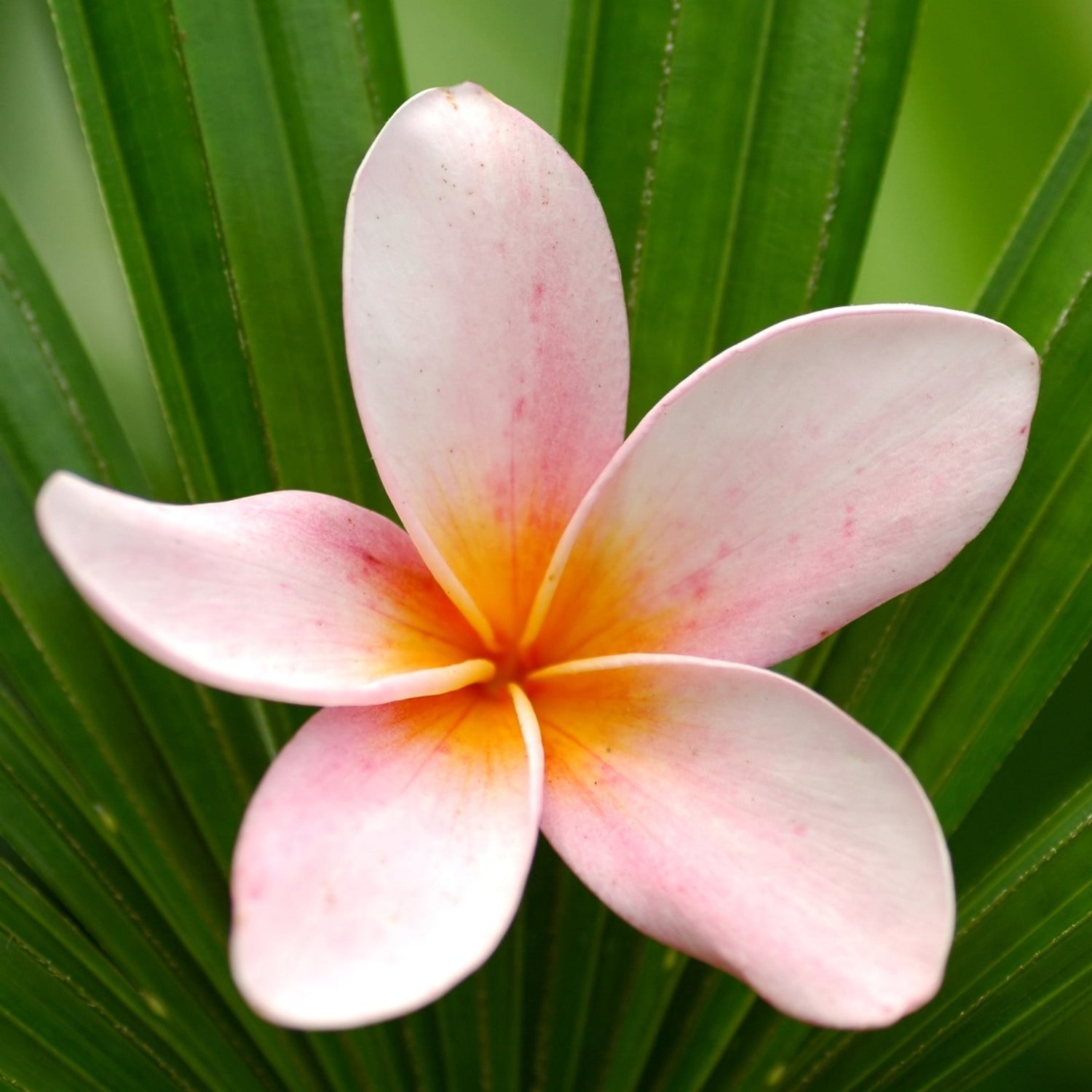 Beautiful Pink Plumeria flower with tropical leaf background - Inspiration for Surfergrl Studio