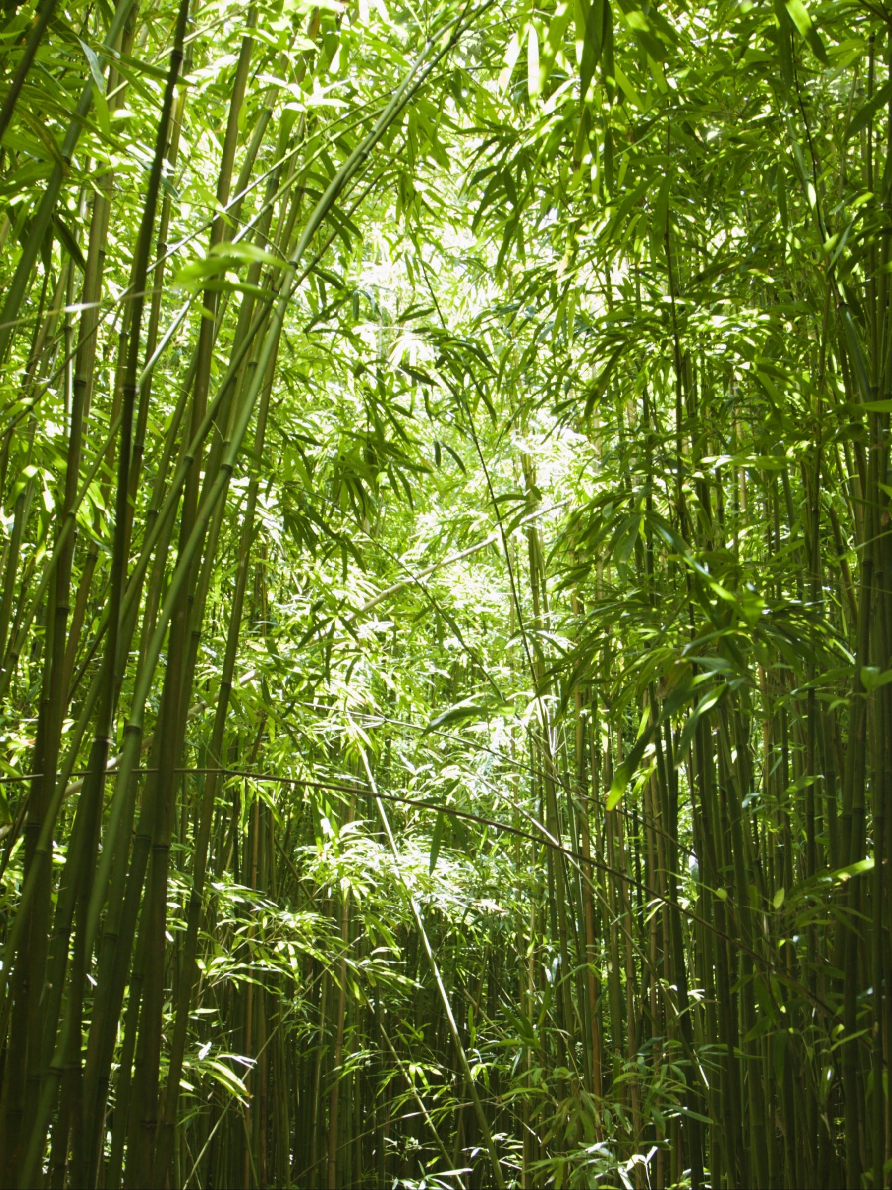 Tall green bamboo stalks in a dense forest