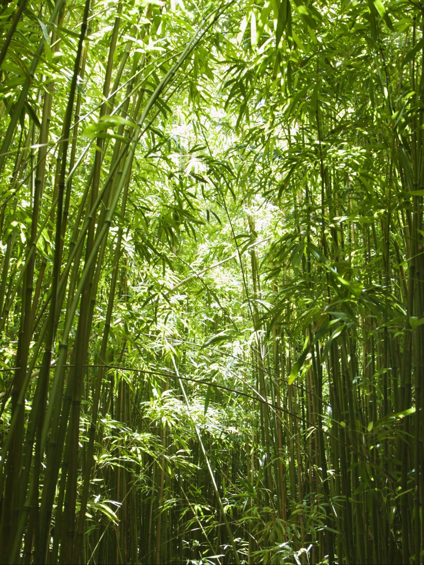 Tall green bamboo stalks in a dense forest